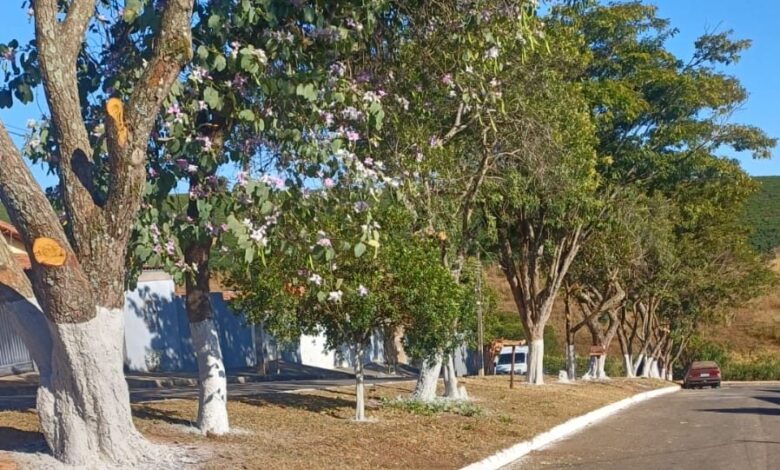 paisagismo